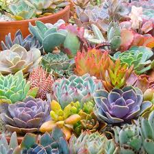 A Comprehensive Guide To The Best Grow Lights For Succulents Unusualseeds