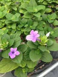 Image result for Barleria cristata