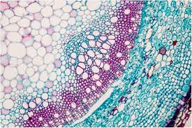 Maybe you would like to learn more about one of these? Genetic Self Activation Maintains Plant Stem Cells