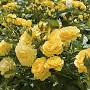 Profile Picture of Julia Child | Floribunda Rose - Weeks Roseson Google