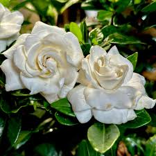 Image result for Gardenia cornuta