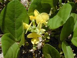 Image result for Vigna racemosa