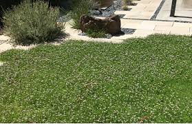 Image result for Lippia