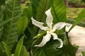 Image result for Tabernaemontana