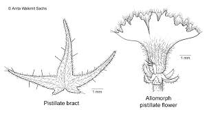 Image result for Acalypha brachystachya