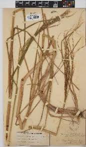 Image result for Panicum subalbidum