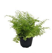 A small amount of morning sun is not a problem, and will actually ferns do very well in low light conditions. Cotton Candy Fern Nephrolepis Exaltata Marisa 2 5 Pot Fairy Gardens Walmart Com Walmart Com