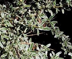 Image result for Crotalaria kirkii