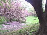 An Introduction To The Kwanzan Cherry Tree Flowering Trees Kwanzan Cherry Trees To Plant