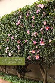 Camellia Casanqua A Clipped Camellia Hedge With Single Mid Pink Flowers Planted In A Raised Garden Bed With An Underplant Garden Hedges Plants Garden Design