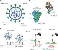 Thérèse a les yeux blues. Molecular Interaction And Inhibition Of Sars Cov 2 Binding To The Ace2 Receptor Nature Communications