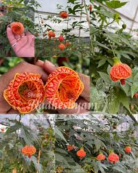 Image result for Abutilon sp.no.2