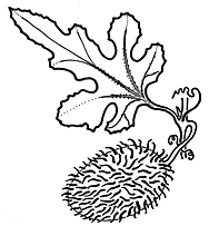 Image result for Cucumis zeyheri