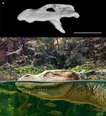 Image result for Oldenlandia goreensis