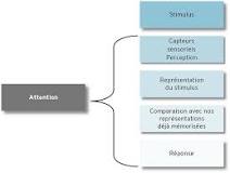 L'attention et la perception