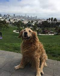 Golden With San Francisco Skyline Parks N Rec Golden Retriever Park