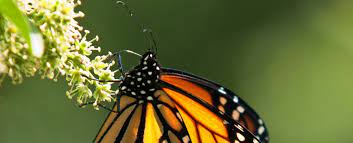 Mariposa Monarca Opera Travels
