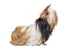 Pin On Piggies