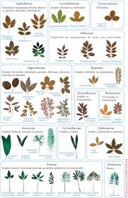 Plant Identification By Leaf Chart Tree Identification