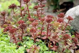 If you like to … Great Plant Pick Sedum Spurium Fuldaglut Heraldnet Com
