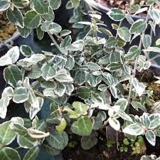 A nord e a ovest ci saranno piante spoglianti, dalle tinte autunnali, mentre a est prevarranno tonalità tenui, freschi, primaverili. Piante Ricadenti Da Esterno Perenni Sempreverdi Per Fioriera Sospesa Un Quadrato Di Giardino
