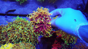 block:boxes=knicks_historyheader the knickerbockers story the city's team. Torch Hellfire Youtube