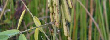 Image result for Indigofera cylindracea