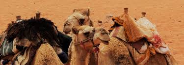 I fill my days with the way you walk. How A Camel Library In Ethiopia Is Helping Kids Forced Out Of School By Covid 19