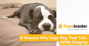 8 Reasons Why Dogs Wag Their Tails While Sleeping Paws Insider