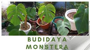 Cara Mudah Memperbanyak Tanaman Monstera Tanaman Ide Berkebun Kebun