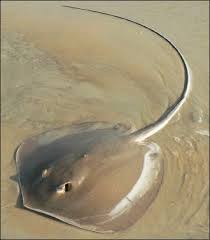 Maybe you would like to learn more about one of these? Manta Rays Stingrays Electric Rays Sawfish And Rays And Skates Facts And Details