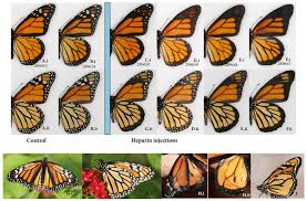 We did not find results for: The Monarch Danaus Plexippus A B Wild Type Vs C F Download Scientific Diagram