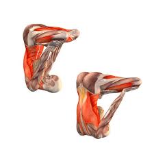 Browser Not Supported Yoga Anatomy Yoga Asanas Yoga Muscles
