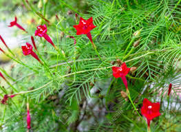 Easy to grow, cypress vine deserves wider use in american gardens. Red Cypress Vine Flowers Stock Photo Picture And Royalty Free Image Image 15685685