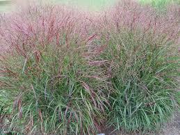 Image result for Panicum eickii