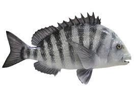 40 cm (15.7 in) french angelfish Saltwater Fishmounts Freshwater Fishmounts Mounted Fish Fish Replicas Fish Reproductions