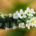 Image result for Heliotropium supinum