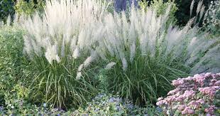 Ziergraser Richtig Dungen Pflanzen Garten Gestalten Stauden