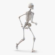 Human Male Skeleton Running Pose 3d Model Ad Skeleton Male Human Model Running Pose Male Skeleton Human Male