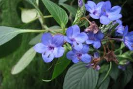 Image result for Tabernaemontana inconspicua