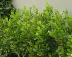 Maybe you would like to learn more about one of these? 6 Hedges To Spruce Up And Add Privacy To Your South Florida Landscape Find Me A Tree Florida Landscaping Florida Trees Privacy Landscaping