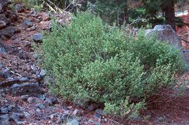 Image result for Phyllanthus paxii