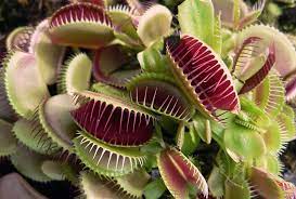 En.com, nous vous apprenons à prendre soin d'une plante carnivore et à la maintenir en. Comment Prendre Soins D Une Plante Carnivore