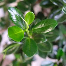 Image result for Ficus demeusei