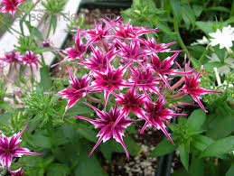 Twinkle Star Mix Phlox Drummondii By Dawndoll2 These Are So Cute Come In Several Colors In The Mix Tbb Flower Seeds Phlox Flowers Plants