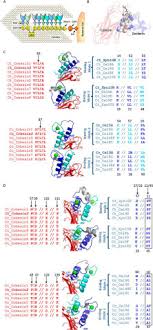546 n.eastern ave., suite 140: Crucial Roles Of Single Residues In Binding Affinity Specificity And Promiscuity In The Cellulosomal Cohesin Dockerin Interface Sciencedirect