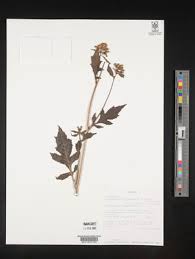 Image result for Crassocephalum montuosum