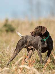 Osbornes lg beretta buzz x osbornes benelli super nova. Krecklau German Shorthairs Krecklau German Shorthair Home