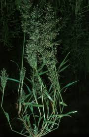 Image result for Eragrostis arenicola