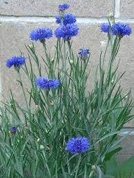 Pin On Nature S Beauty